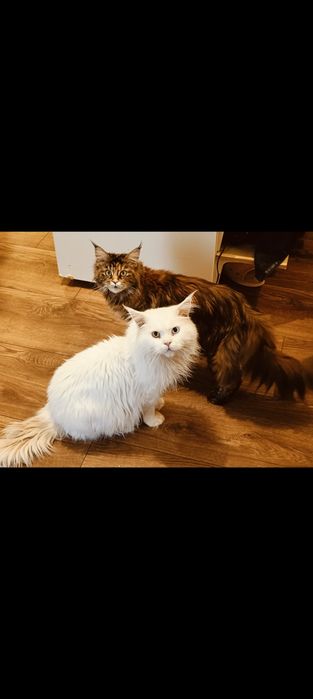 BELLATRIX koteczka Maine Coon