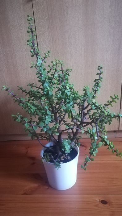 Kaktusy /sukulenty drzewko szczęścia