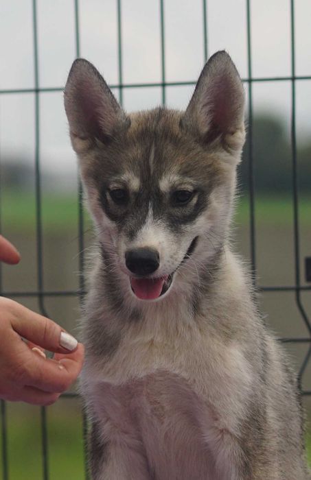 Chłopiec Siberian Husky
