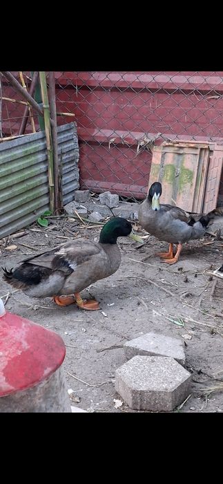 Vendo ou troco patos