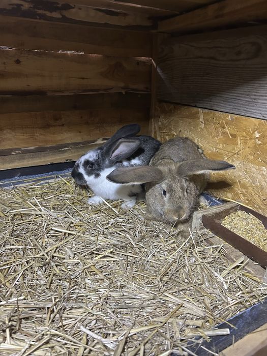 Sprzedam młode króliki mieszańce