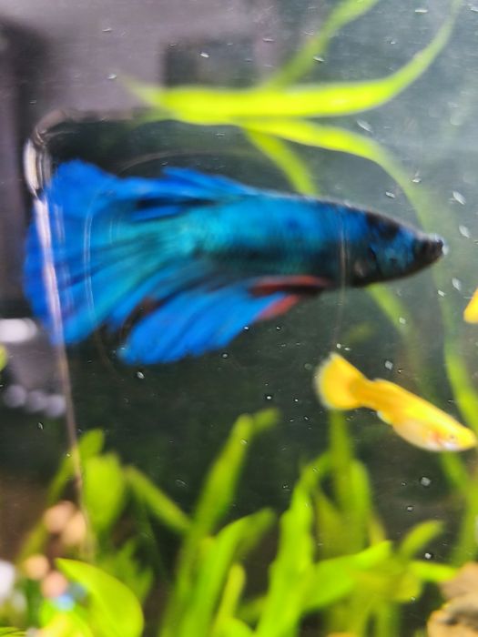 Bojownik wspaniały samiec i samice