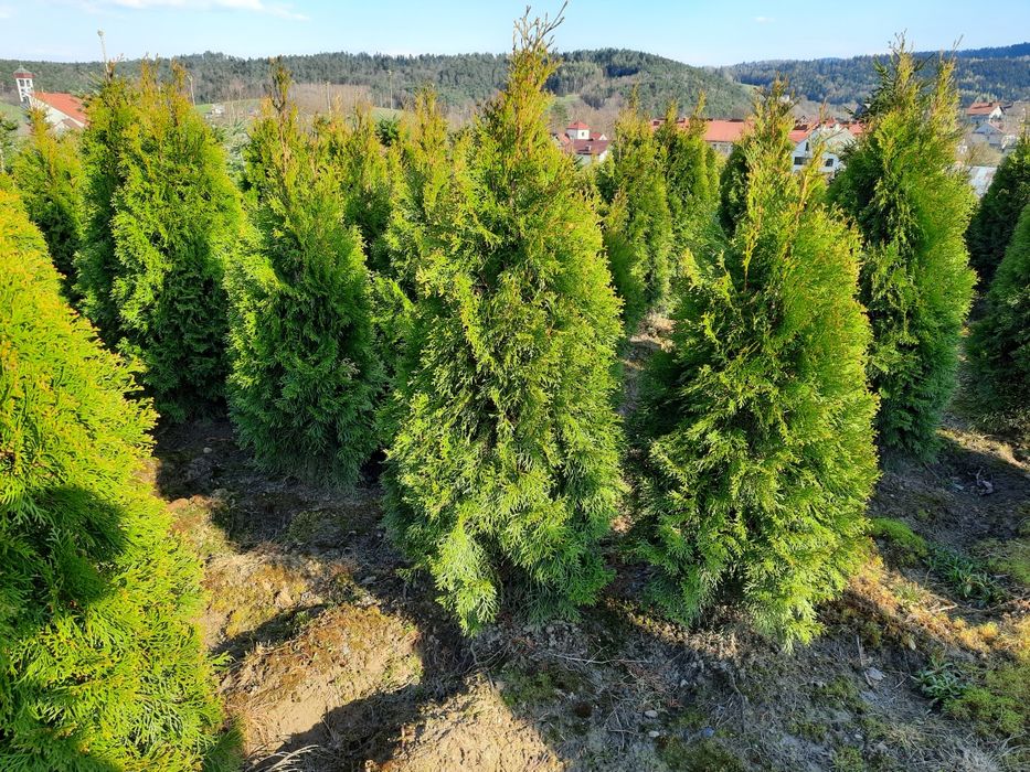 Tuja Smaragd 1,2 m, tuja szmaragdowa sadzonki, żywopłot