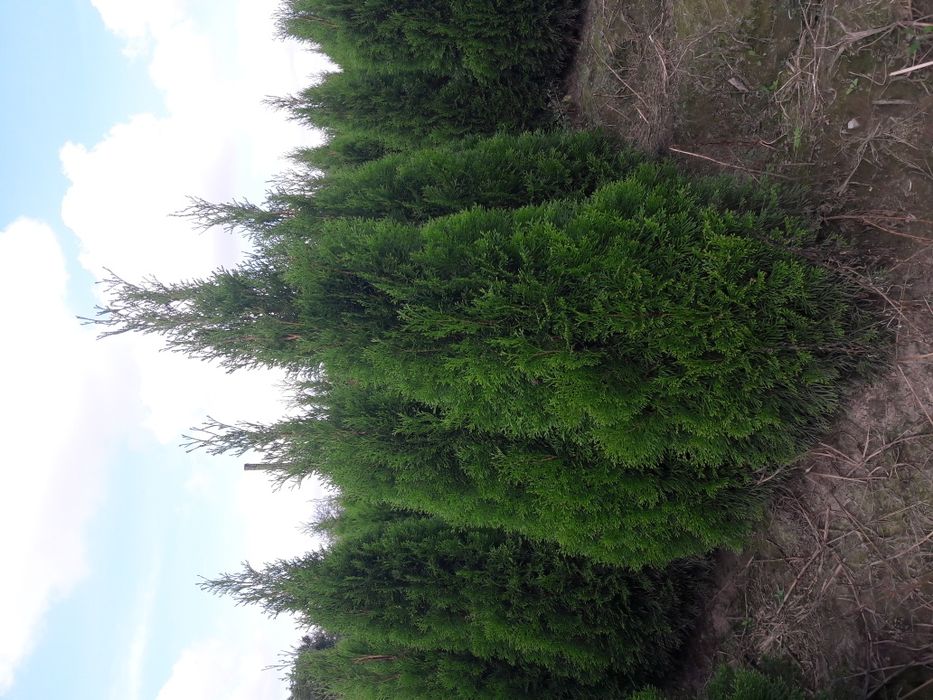 Tuja Szmaragd, Tuje Braband.