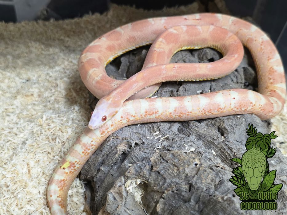CB22 1.0 Amelanistic scaleless het motley anery