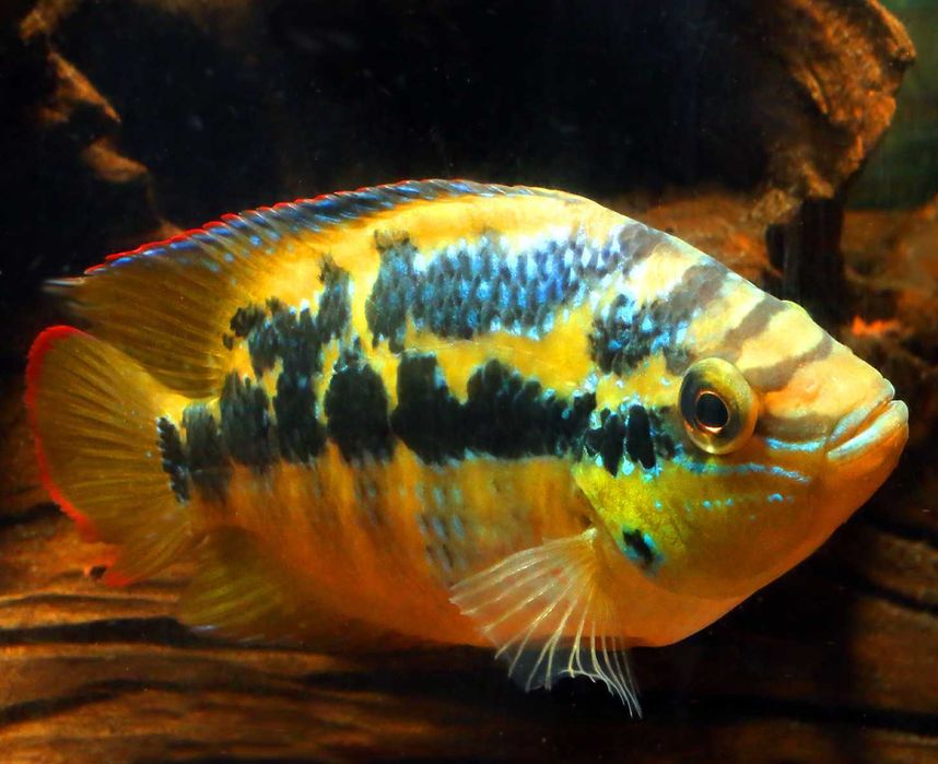 Pielęgnica diamentowa - Trichromis salvini - dowozimy, wysyłamy