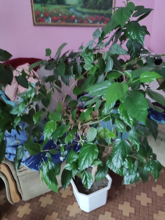 Китайська роза , Гібіскус
