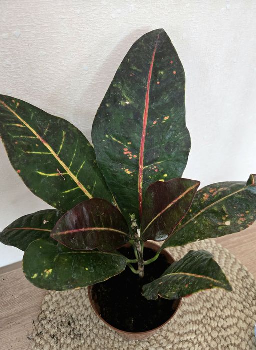 Кімнатні рослини