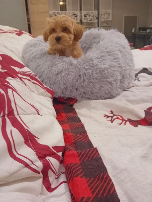 Maltipoo, maltańczyk, pudełek toy  suczka.