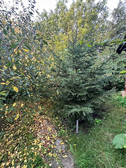 Продам будинок для постійного проживання, Видрові Доли