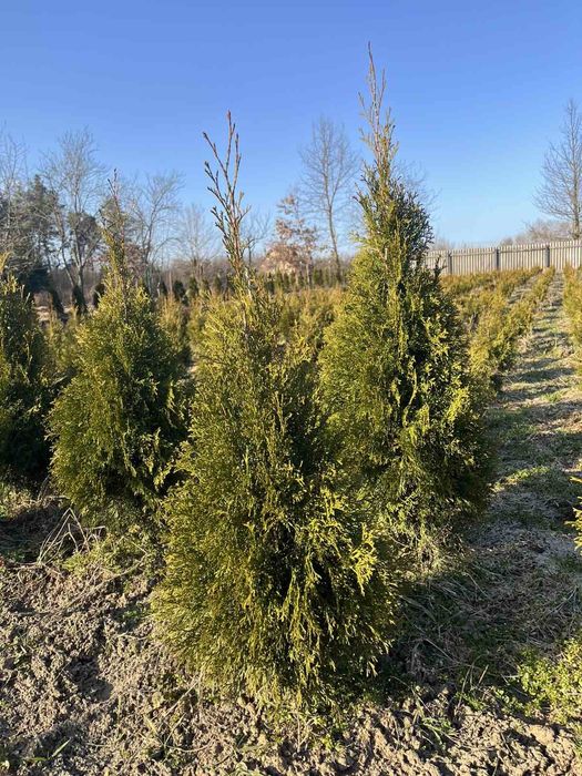 Туя  Смарагд 80 см