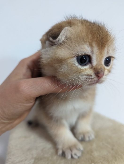 Шотландские котята  золотые шиншиллы фолдики
