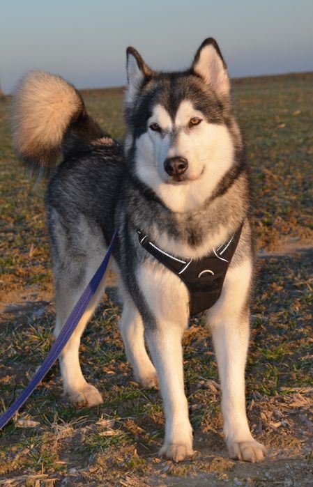 Zapowiedź miotu Alaskan Malamute ZKwP/ FCI