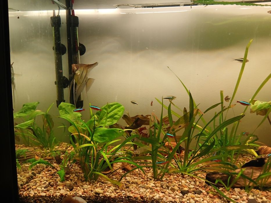 Akwarium 200l z osprzętem