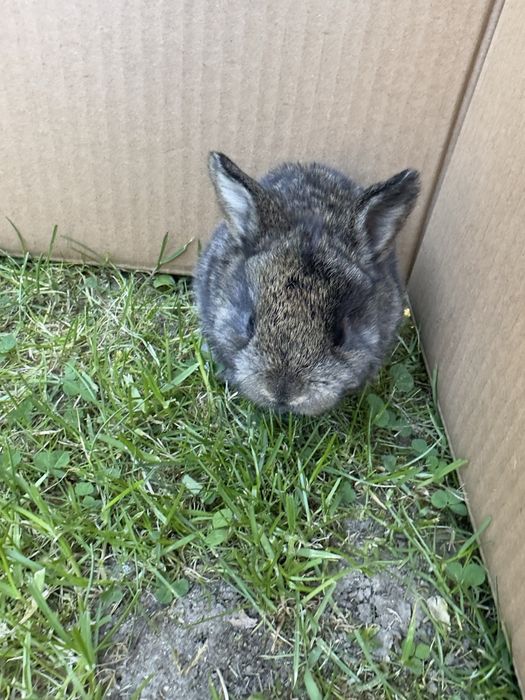 Kroliki miniaturowe mini lop