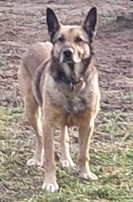 Oddam proludzkiego pieska