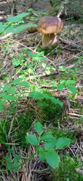 Житло Буковель,  кімнати Поляниця в т.ч. довгостроково