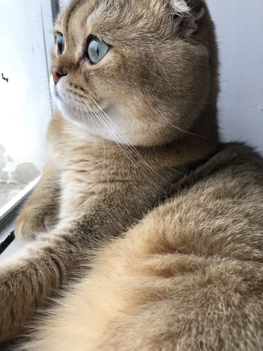 Вʼязка  котів золота шиншила