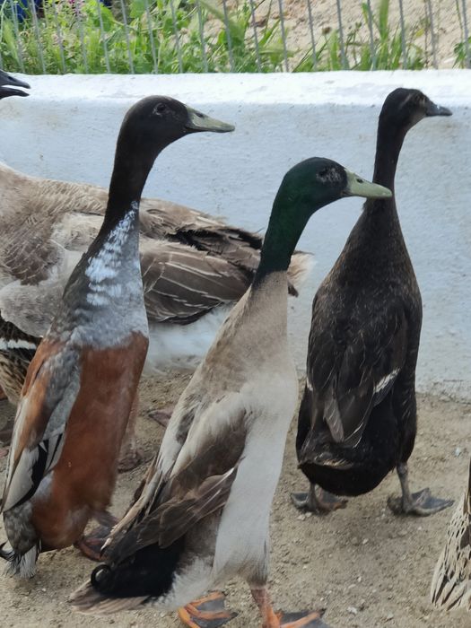 Pato corredor Indiano macho