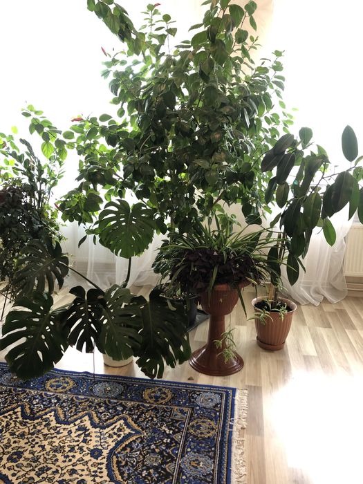 Кімнатні квіти великого зросту та ємностях