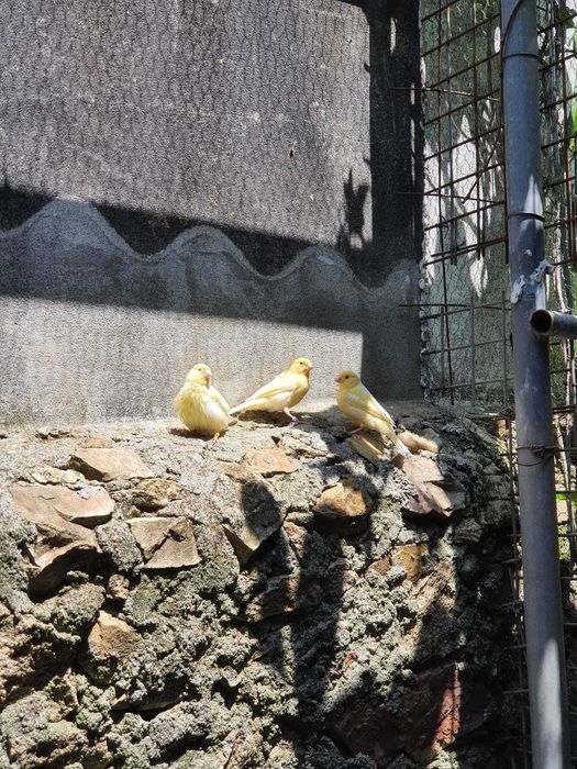 Vendo canários de várias cores