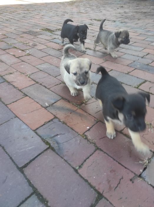 Szczeniaczki kundelka