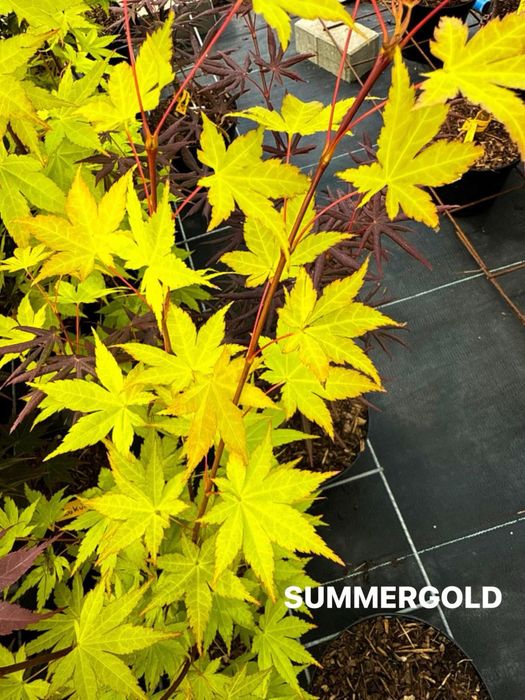 Klon palmowy summergold piekne okazy