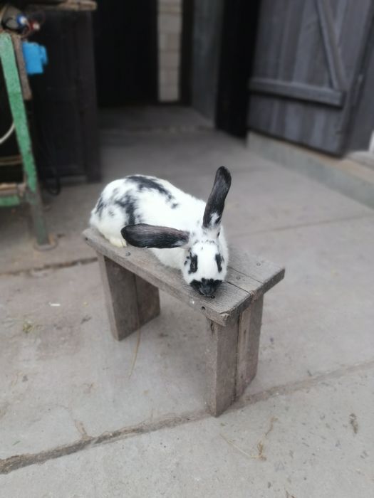 Продаю кролів на племя і на мясо