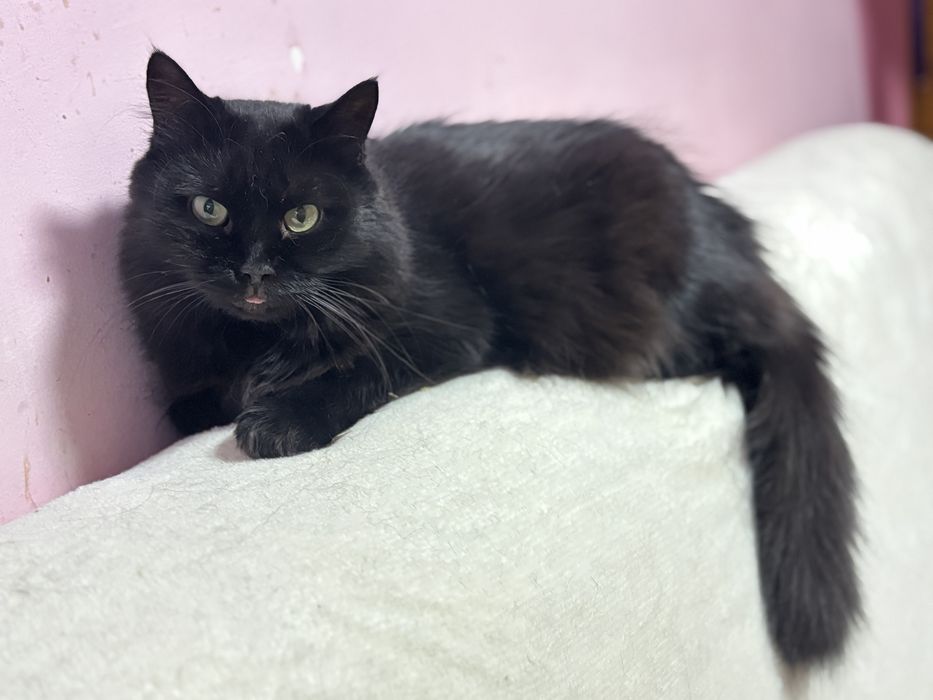 Красива кішечка у добрі руки