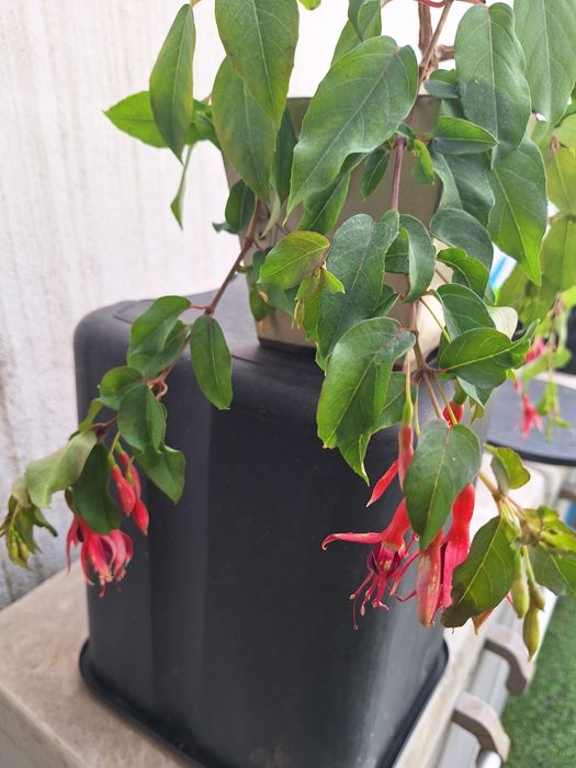 Bonsai fuchsia flor