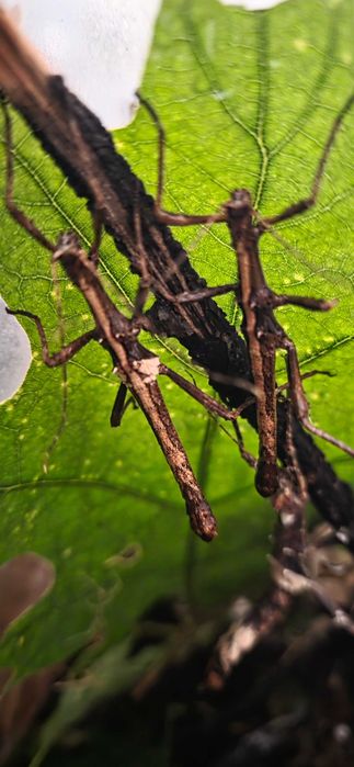 Terrarium z  straszykami filipinskimi