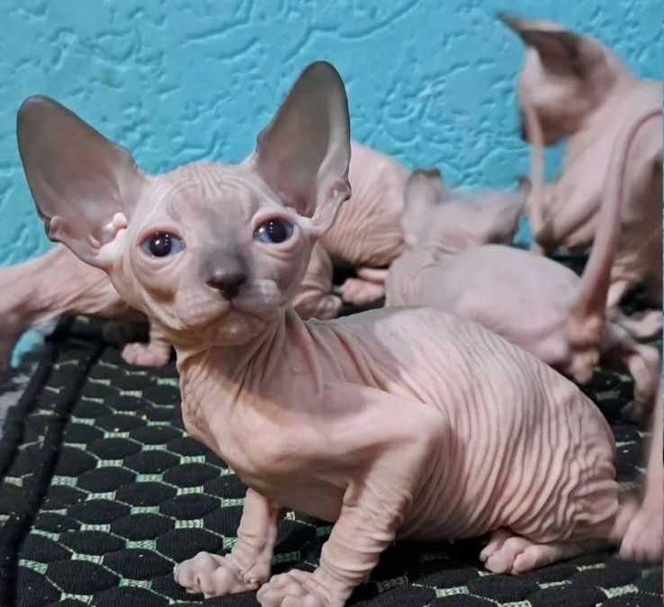 Кошенята конвдського сфінкса