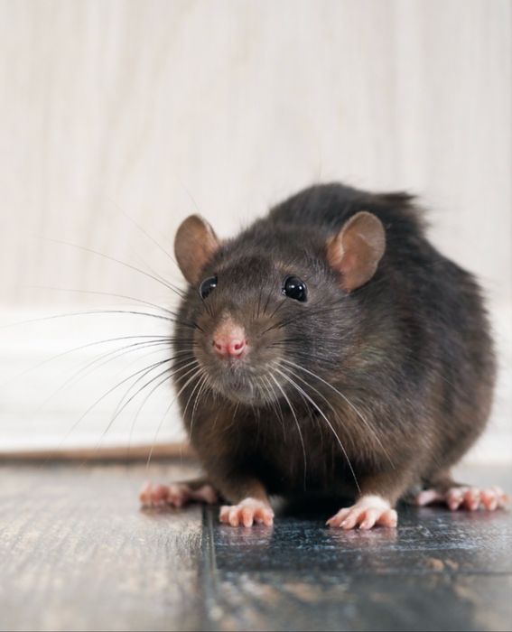 Szczurki domowe