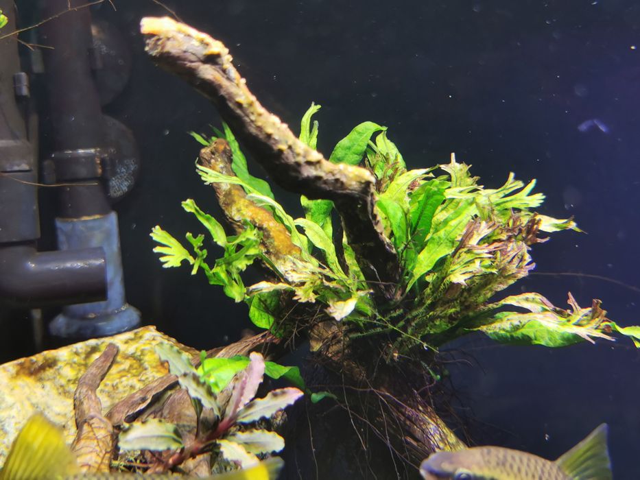 Microsorum pteropus Windelov sadzonki!!!