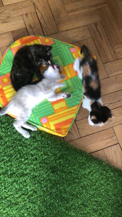 Doação de gatinhos