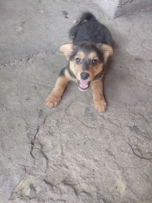 Віддам красунь в добрі руки!