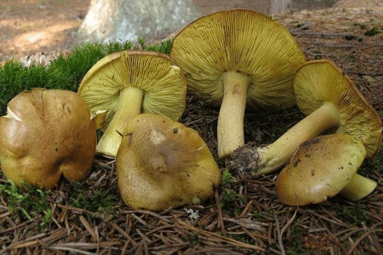Sprzedam gąske zielonkę  25zł za kilo
