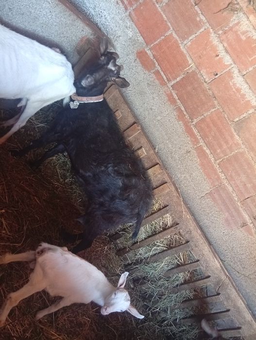 Cabras para mudar pasto