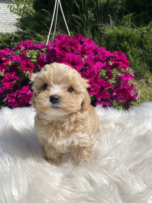 Мальтипу ф1 цуценятка міні