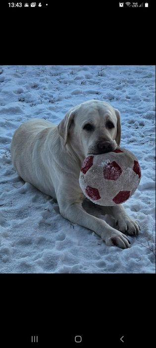 Вязка  Лабродор ретривер