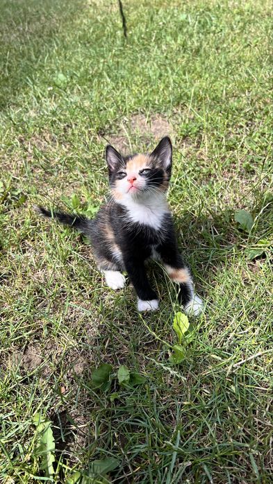 Котики безкоштовно
