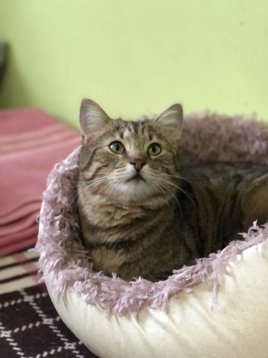 Котик Шпротик 2 год