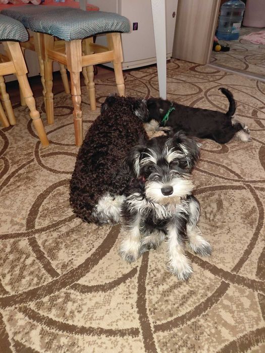 Цуцики Цвергшнауцер