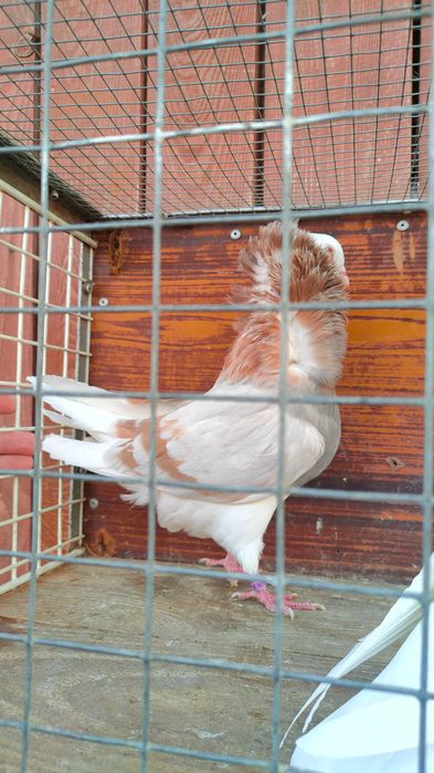 Gołębie Kapucyny 2024 i 2025