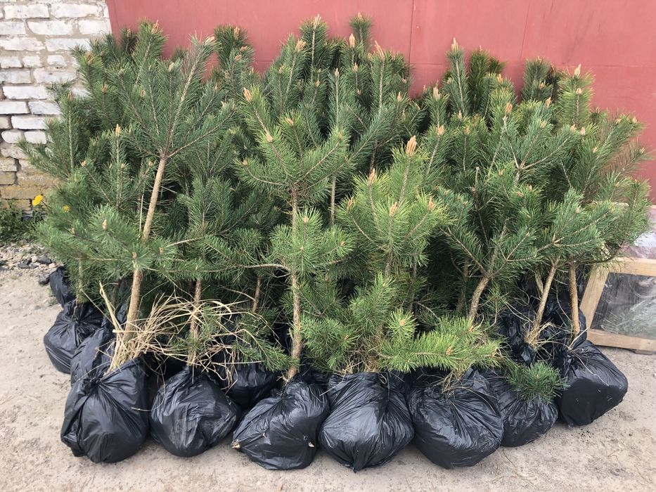 Саженцы сосни Кримской, саджанці Кримської сосни.