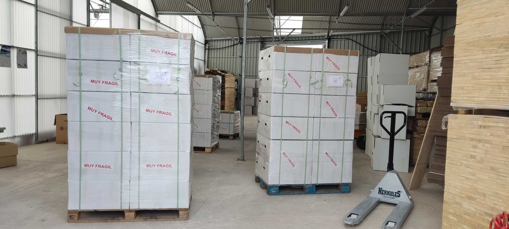 Paulownia Híbrida Turbo Pro torrão de raiz no vaso 600ml