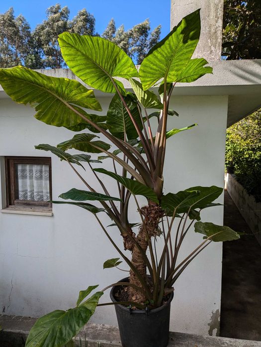 Alocasia gigante