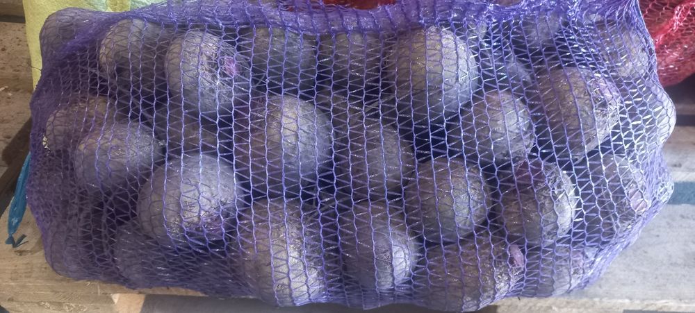 Продам столовий буряк,  свіжий