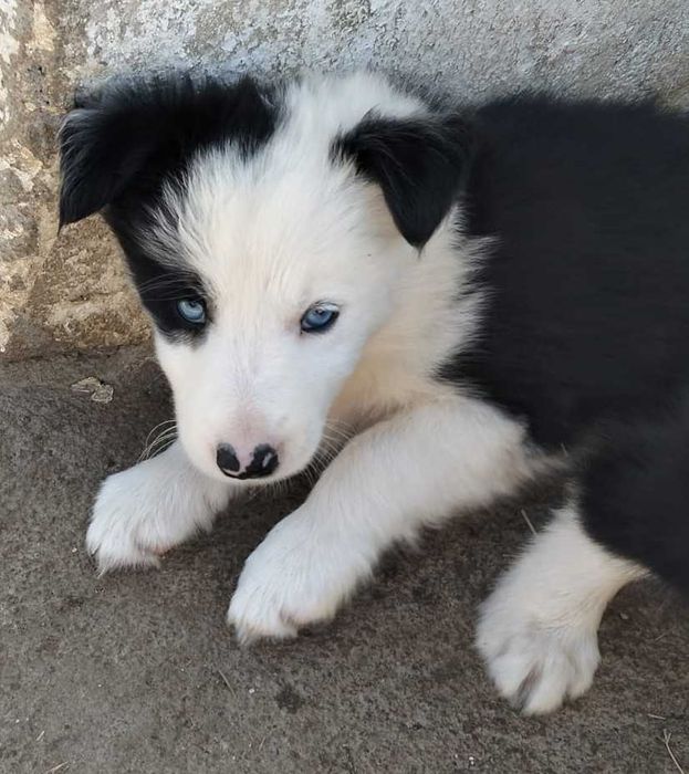 Menina Border collie de olhos azuis