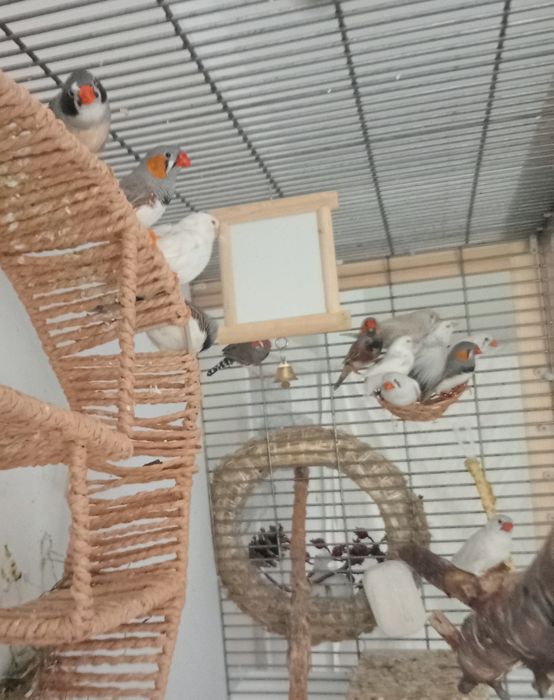 Ptaki zeberki austalijskie